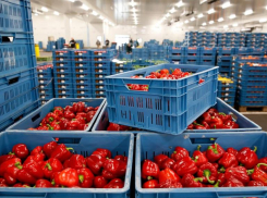 На 40% увеличился импорт растительной продукции в Астраханскую область из Казахстана и Киргизии