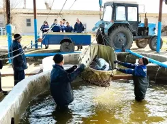 В Астраханской области начали доить очень ценных рыб