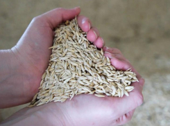 В Черноярском районе приступили к сбору золота астраханских полей