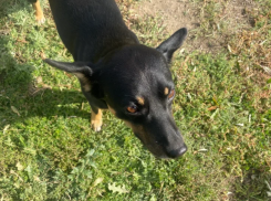 В Астраханской области девочку покусали бродячие собаки