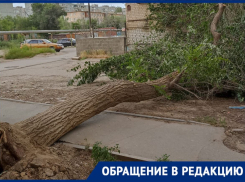 Поваленное дерево возле дома на Софьи Перовской в Астрахани не могут убрать уже неделю