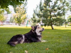 В астраханском селе обнаружили очаг бешенства 