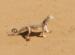 Астраханские студенты узнали, почему в пустыне не нужна микроволновка
