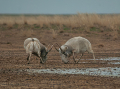 Почему редкие животные устраивают жестокие драки друг с другом