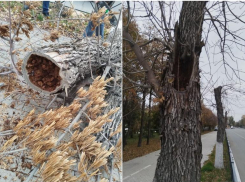 Площадь Ленина в Астрахани сменит зеленую листву на красную