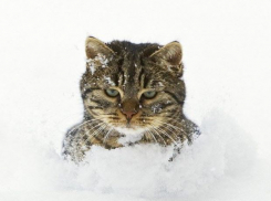 В Астрахани первый снег выпадет уже в ноябре