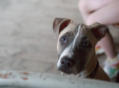 Воспитываем четвероногого друга правильно: часть 2