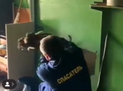  Астраханские спасатели вытащили щенка из металлической стены 