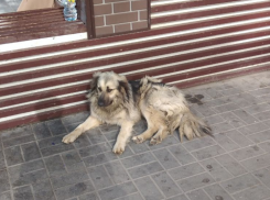 Астраханцам предлагают подарить дом и семью собакам из приюта