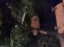 В Астрахани поселилась птица, предвещающая беду