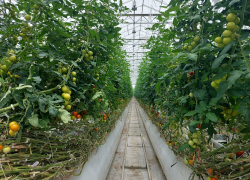 Жители дальних регионов теперь едят томаты из Астраханской области