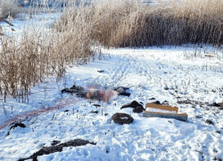 В Астрахани на улице Зеленой нашли растерзанный собаками труп мужчины