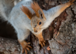 В Астрахани на площади Ленина остались жить только три белки