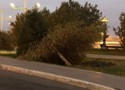 В Астрахани автомобиль снес дерево у памятника Петру I