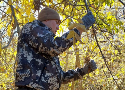 Более одной тонны семян джузгуна, ясеня и вяза заготовили астраханские лесхозы