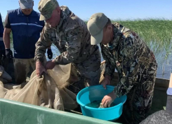 В Астраханской области выпустили огромное количество рыбы, которую можно будет ловить