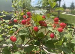 Прогноз погоды, именины, праздники в Астрахани в воскресенье 30 июля