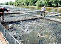 Астраханские предприятия по выращиванию осетров могут закрыться из-за решения суда