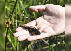 В Астраханской области спасено 130 миллионов штук рыбной молоди