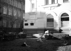 Более трех тысяч астраханцев пожаловались на бездомных собак в этом году