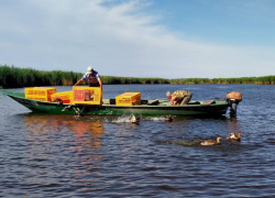 В охотничьи угодья Астраханской области выпустили 200 уток