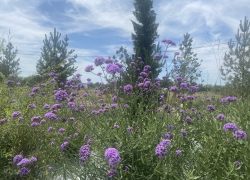 Прогноз погоды, именины, праздники в Астрахани в понедельник 31 июля