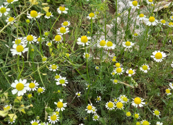 Прогноз погоды, именины, праздники в Астрахани в субботу 6 мая