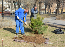 За день в Астрахани высадили по 40 сосен и дубов