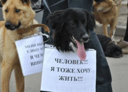 Звезды российской эстрады высказались против усыпления астраханских собак 