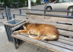 Количество покусанных собаками астраханцев увеличилось до 4164 человек