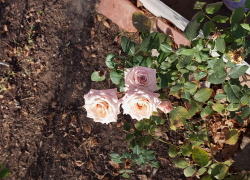 В Астраханской области зимой цветут розы, а ягоды только собрали