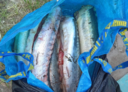 Астраханец попался на перепродаже краснокнижной рыбы