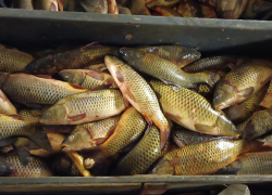 Астраханские пограничники задержали браконьеров у острова Морская Чапура почти с тонной сазана