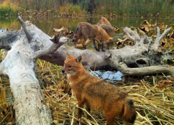 С ноября в Астраханской области начнется охота на шакалов