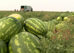 В Астрахани аграрии бьют прошлогодний рекорд по количеству урожая