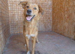 В Астрахани усилили работу по отлову собак вблизи школ и детсадов