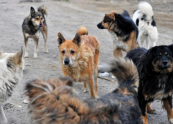 В Астрахани стая бездомных собак поселилась на территории школы