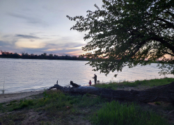 С сегодняшнего дня в Астраханской области запретили ловить еще одного речного обитателя