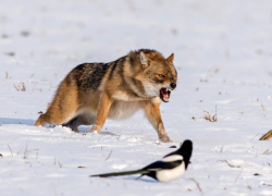 В астраханском заповеднике выросла популяция шакала, енотовидной собаки, горностая
