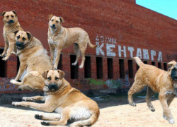 В Долину Кентавра в Астрахани заселилось полчище собак