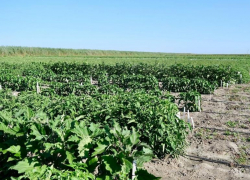 В Астрахани готовы нарастить объем производства популярного среди вегетарианцев растения