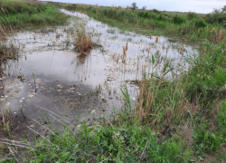Очередной замор рыбы зафиксировали в Астраханской области 