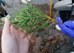 Астраханские школьники вывели клетки для клонирования заменителя соли 