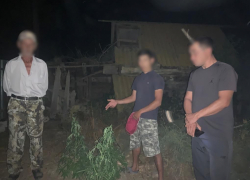 23-летнего астраханца будут судить за 35 кустов конопли во дворе