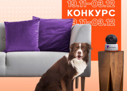 В главных ролях — ваши домашние любимцы: конкурс от «Ростелекома»