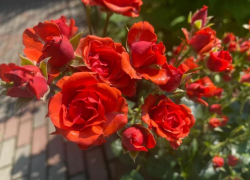 Прогноз погоды, именины, праздники в Астрахани в понедельник 14 августа