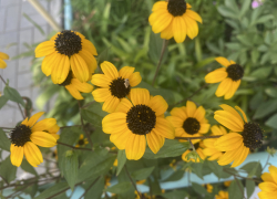 Прогноз погоды, именины, праздники в Астрахани в пятницу 21 июля