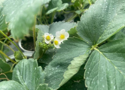 Прогноз погоды, именины, праздники в Астрахани в понедельник 21 августа