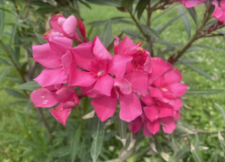 Прогноз погоды, именины, праздники в Астрахани в среду 19 июля