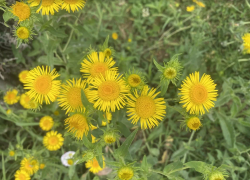 Прогноз погоды, именины, праздники в Астрахани в субботу 15 июля